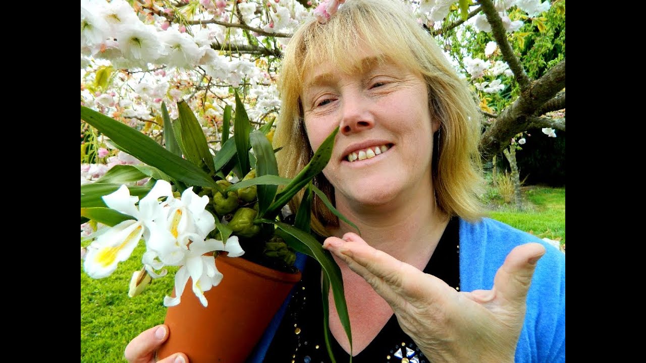 Coelogyne Orchid Update