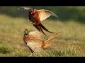 Охота на фазана 9 октября 2020 г