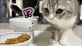 Here's a cat's reaction to being shocked by the smell of Natto... lol