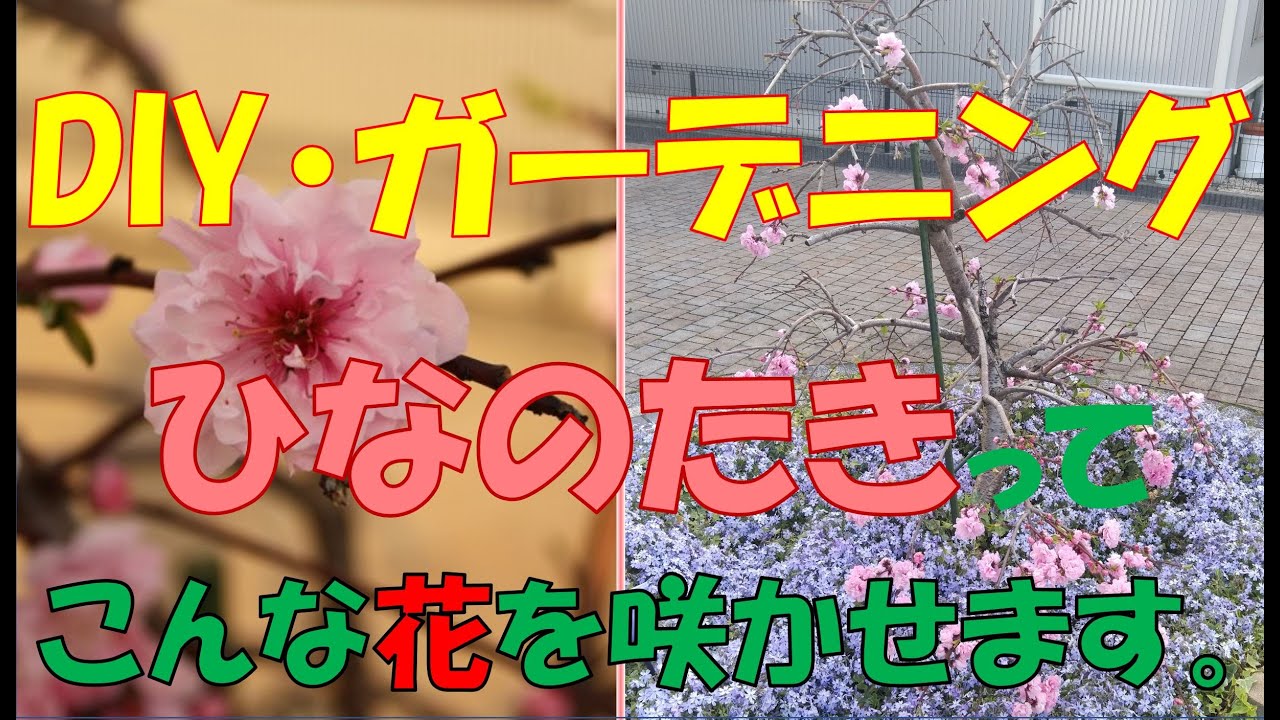 ガーデニング】【ひなのたき】ひなのたきってこんな花を咲かせます