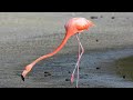 Flamingo hunting flies
