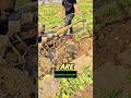 Potato Harvester Machine | Fast & Easy Harvesting #PotatoHarvester #FarmingTools #ModernAgriculture