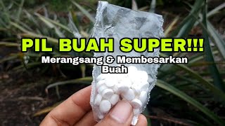 PIL Pembesar Buah!! Merangsang pembuahan dan memperbesar bobot buah nanas