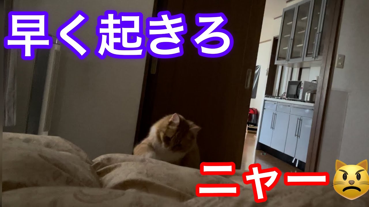 朝になったら叩き起こす愛猫が可愛いすぎる Youtube
