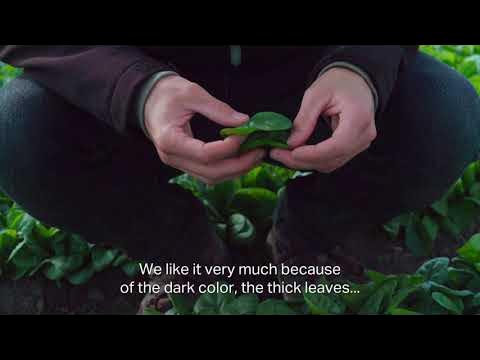 Pop Vriend's Spinach Baby leaf varieties | Product Demo (EN) - YouTube