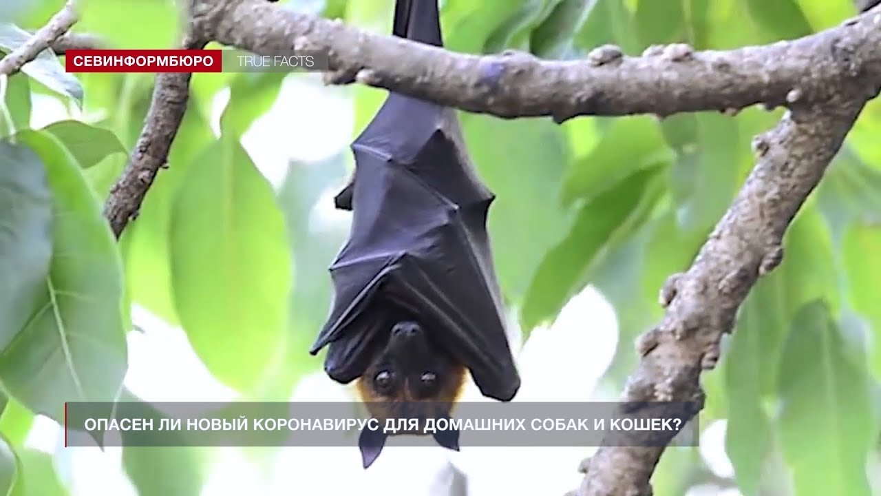 Опасен ли новый коронавирус для домашних собак и кошек?