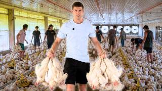 Saya memelihara 15.000 ayam dalam 30 hari… Berapa banyak yang selamat?