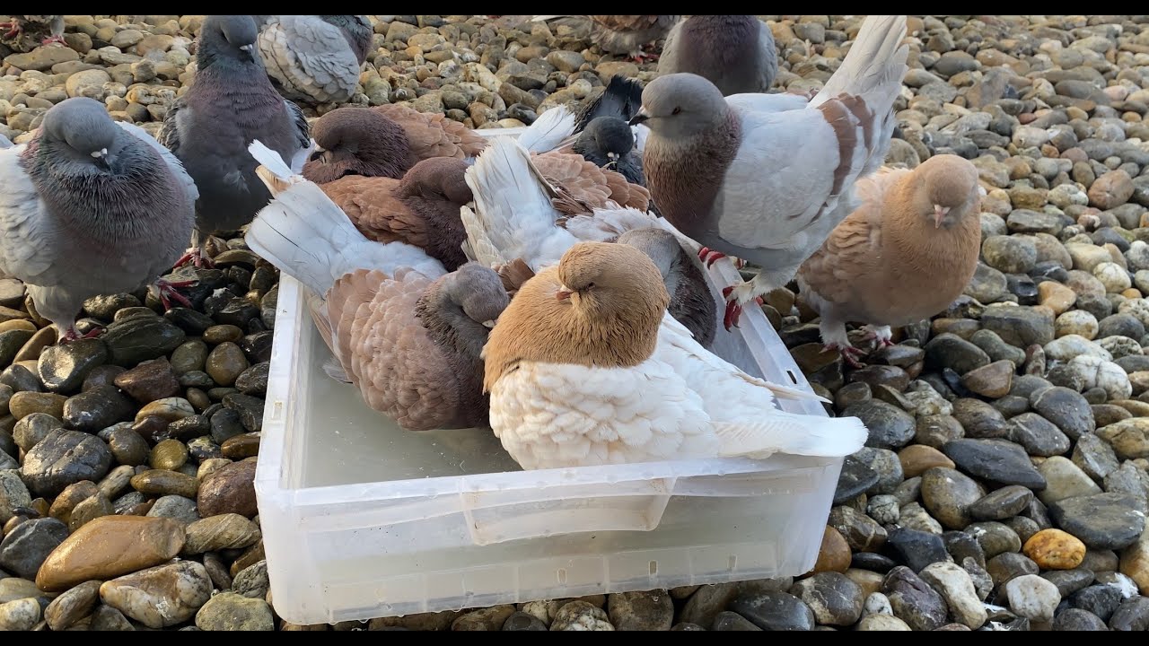 Pigeons Love Bath | Fancy Pigeon Breeds ⁴ᴷ