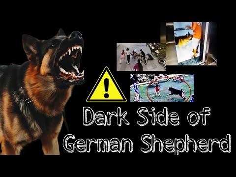 3 Problems With German Shepherd Dog, That You Should Know :🐶🐶