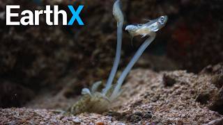 Did You Know: Cuttlefish Can Reshape Their Eyes?! | Epic Oceans | EarthX