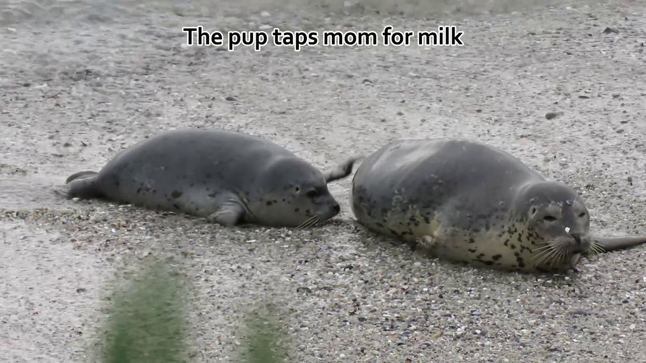 Thin Mom Struggles with Feisty Pup