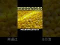 她竟在院子的地砖上种玉米只要浇水却长得非常好此后她对玉米更加疯狂!#玉米面条 #面条 #美食制作