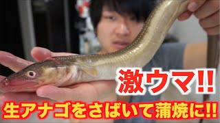生アナゴをさばいて蒲焼にしてみた！！