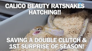 CALICO BEAUTY RATSNAKES hatch and we try to save a double clutch of eggs!