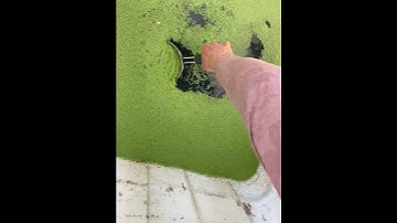 Thumbnail of Farming duckweed for the tilapia !🐟
