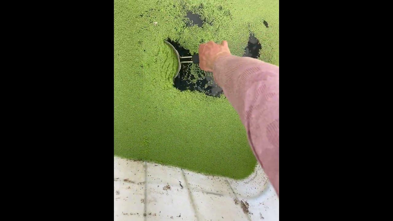Farming duckweed for the tilapia !🐟