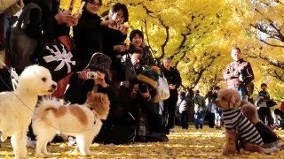Gingko Avenue at Meiji-Jingu Gaien, Tokyo [iPhone 4S/HD]