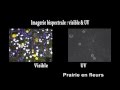 Les fleurs vues par les insectes pollinisateurs - Les motifs UltraViolets des fleurs
