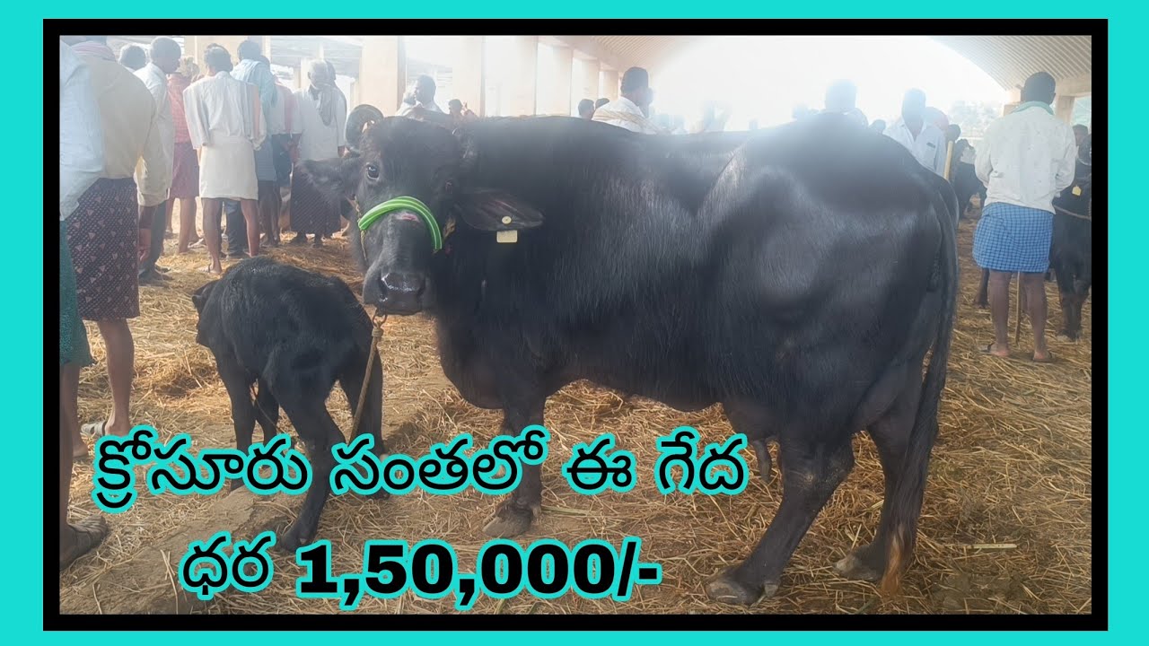 క్రోసూరు సంతలో ఈ వారం (29/01/2026) వచ్చిన ముర్రా, గ్రేటెడ్ ముర్రా గేదలు  మరియు పెద్ద గేదలు వాటి ధరలు