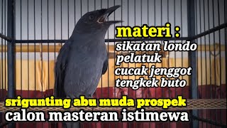 srigunting muda gacor isian sikatan londo pelatuk cililin cucak jenggot
