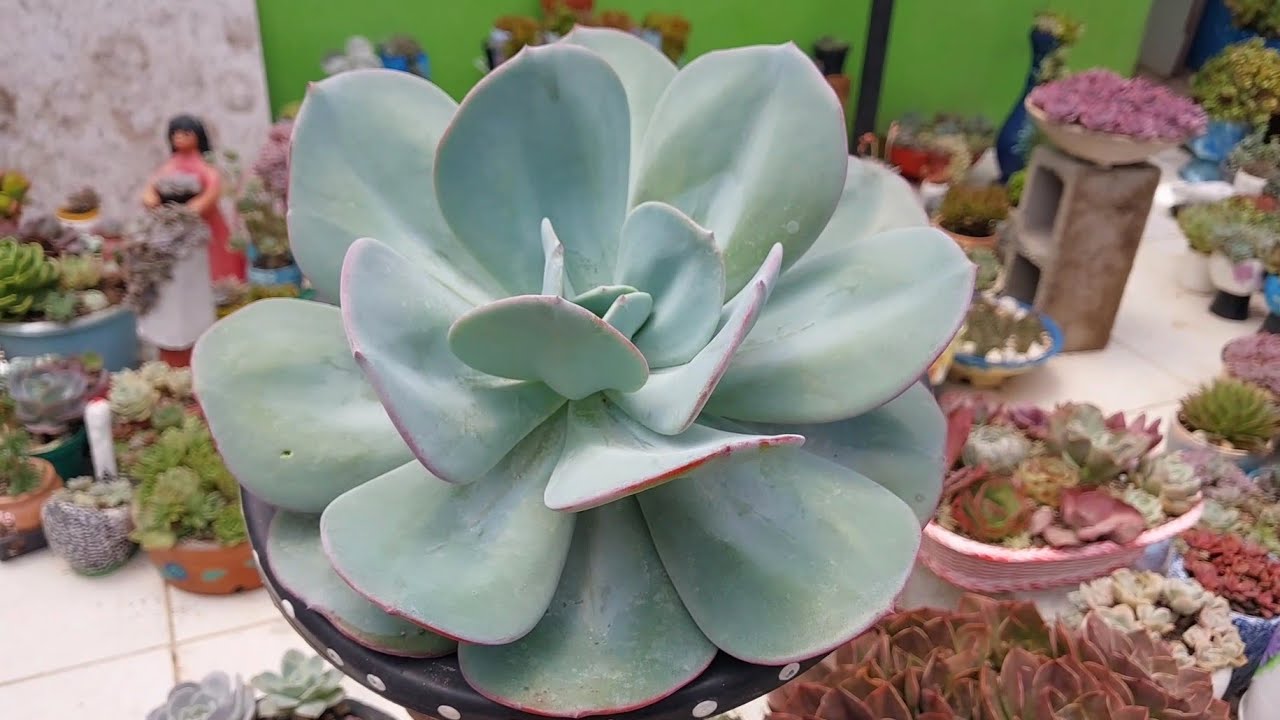 Vamos ver plantas lindas! Vem comigo! 