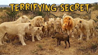 “The Truth About White Lions Is Stranger Than You Think”