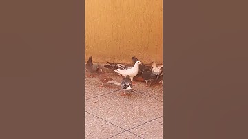سورة الكهف(الشيخ ماهر المعيقلي )