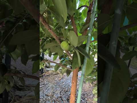 Persimmon tree with ripe fruit