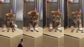 Cat Playing Whack-a-finger Game. #SHORTS by Cat Of The Day 396 views 3 years ago 25 seconds