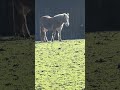 #pferd #deutschland #nature
