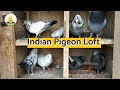 Indian pigeon loft