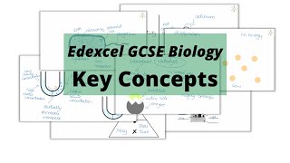 The WHOLE of Edexcel GCSE Biology KEY CONCEPTS