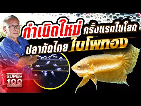 กำเนิดใหม่ ครั้งแรกในโลก เฮียอ๋า ปลากัดไทยใบโพทอง | SUPER100