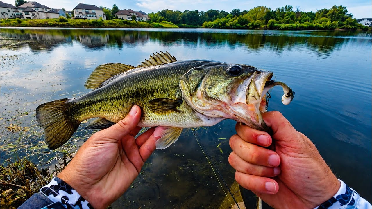 Вийшов з спінінгом на хижака, Bass fishing Chicago Erie