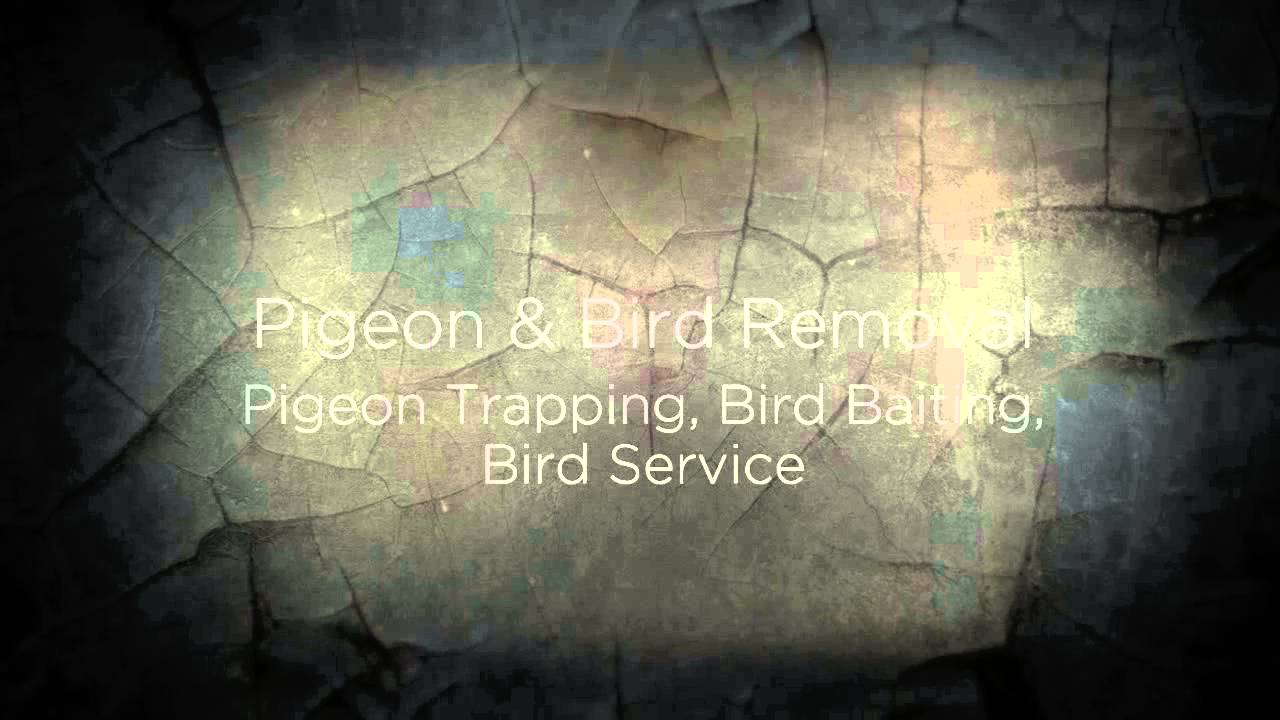 Pest Control Hughson CA 95326 209-456-5665 Mice  Rodent Removal
