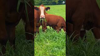 Even Cows Are Shocked by This Invention! 🐄📱 Net Worth