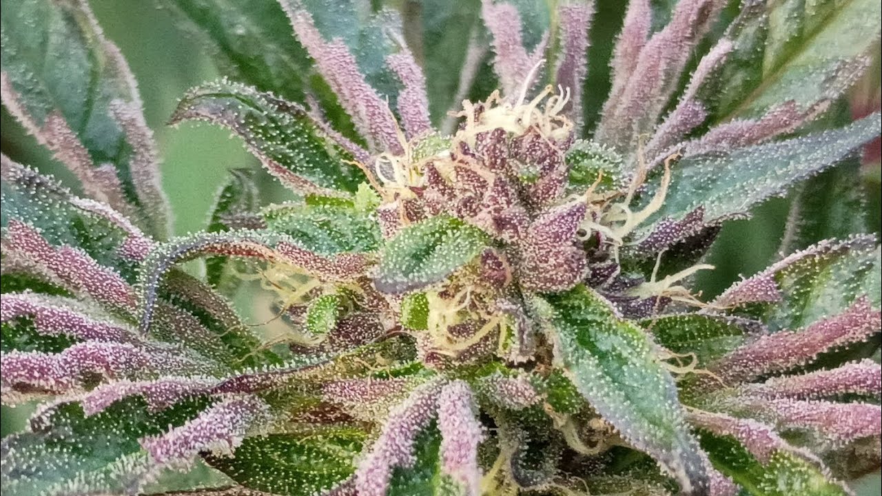 Highest Grade and "smells like Rd Kill" (True Indica!)