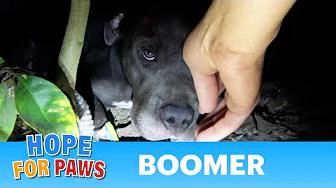 Sweet Pit Bull got hit by a car and waited for Hope For Paws.