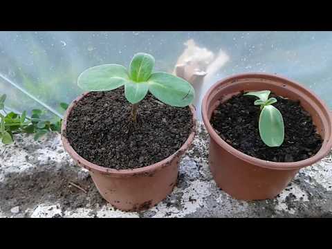 Video: Eğimli Çimlerle Başa Çıkmak: Bir Yamaçta Çim Yetiştirmek İçin İpuçları