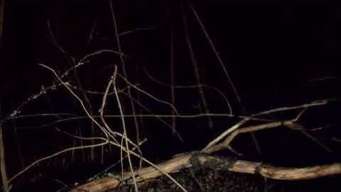 Fokus - Untitled (AA) (1994)