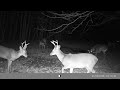 🦌 Bachelor Deer Group / Big Bucks / Bucks Fighting 🦌 