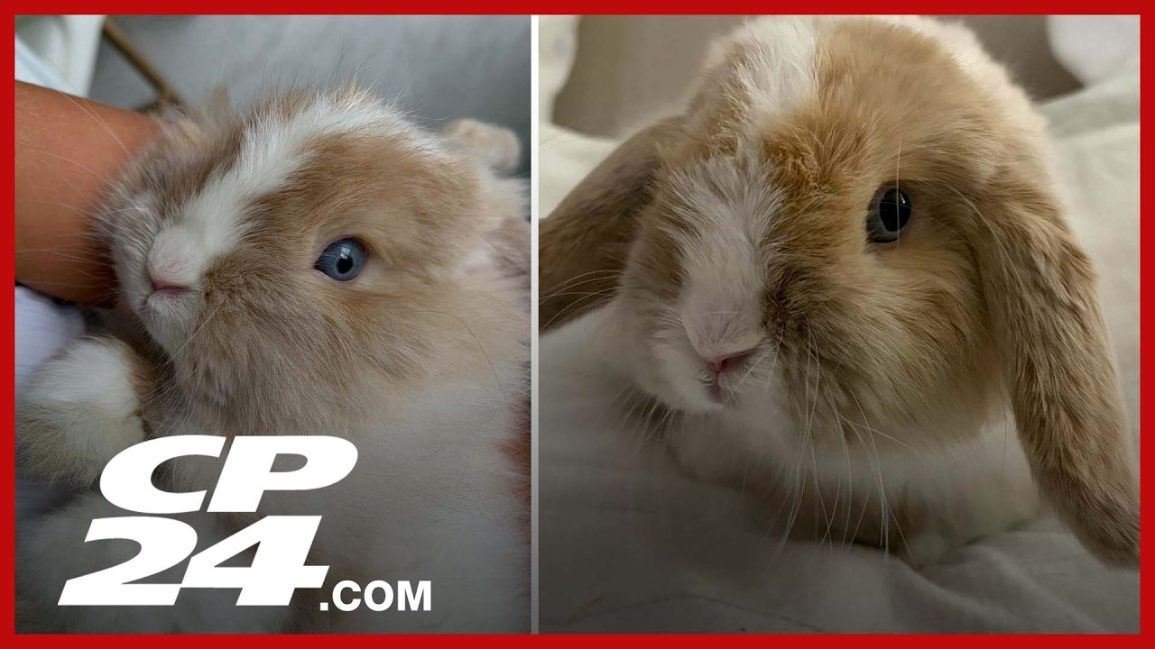 Stolen bunny named 'Biscuit' returned after cash reward posted