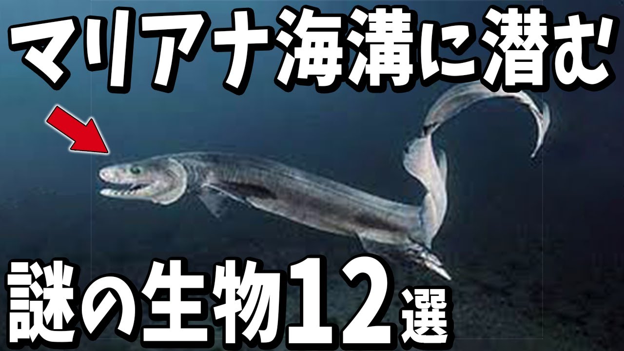 地球で1番深いマリアナ海溝に住んでいる生き物12選【生物雑学】 - YouTube