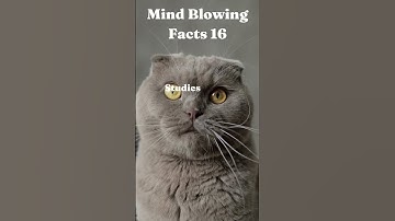 The Surprising Psychological Link Between Lying,  Sarcasm and Sense of Guilt #shorts