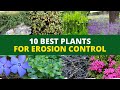 10 Best Plants for Erosion Control 👍👌