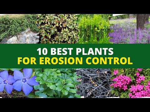 Video: Savjeti protiv erozije u prirodnom vrtu: Kako koristiti domaće biljke za kontrolu erozije