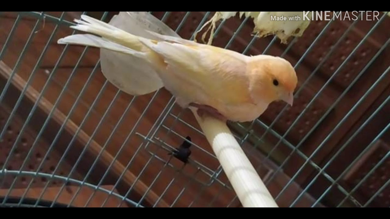 Burung KENARI SUARA MERDU buat MASTERAN PANCINGAN langsung nyaut gacor