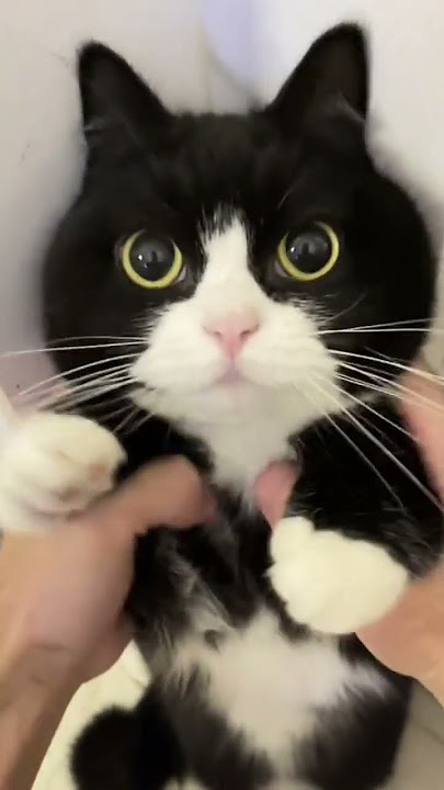 Download lagu #kucingcomel #comel