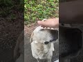 Woman encountering a very sweet pack of dogs on a mountain road.