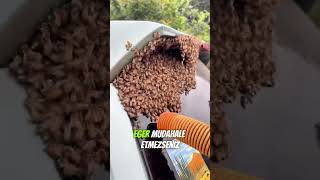 Arılar Bu Arabayı Neden İşgal Etti?